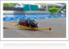 Tips to Keep Pests out of your Pool